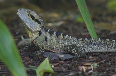 Water Dragon Lizard - Pentax User Photo Gallery