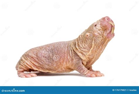 Naked Mole Rat Hairless Rat Isolated On Wihte Stock Image Image Of Skin Hairless 176179821