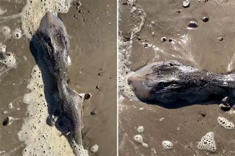 Naked Burglar Covered In Blood And Smelling Of Toothpaste Caught In Stranger S Pool Daily Star