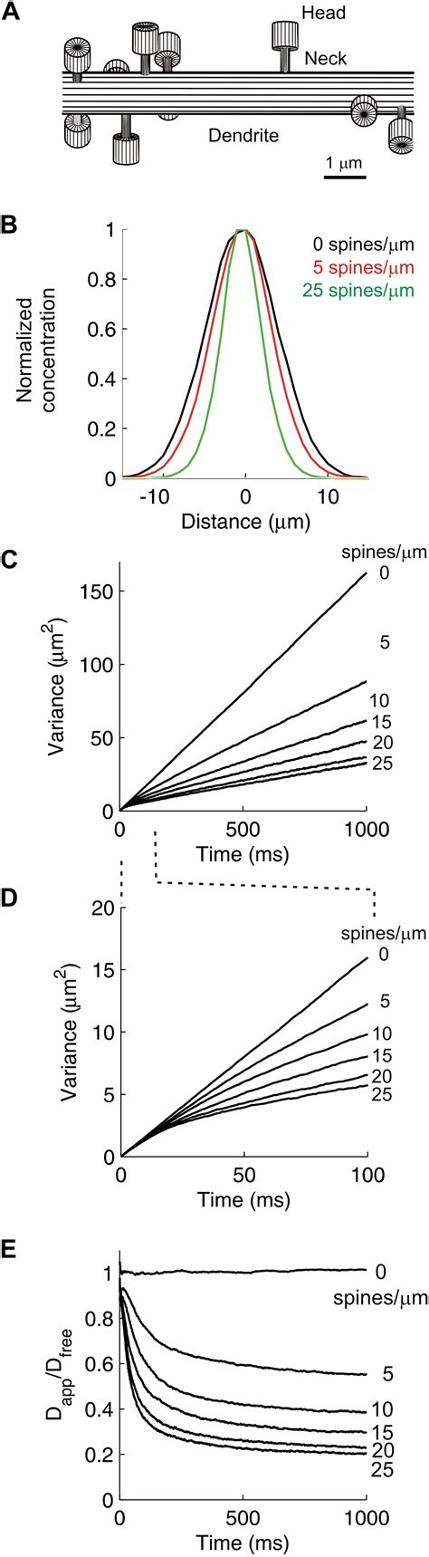 Anomalous Diffusion In Purkinje Cell Dendrites Caused By Spines Neuron