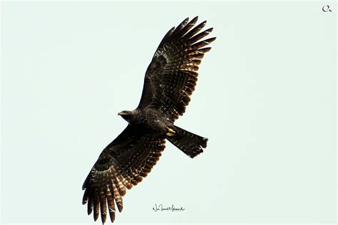 Black eagle - NUR ISMAIL PHOTOGRAPHY