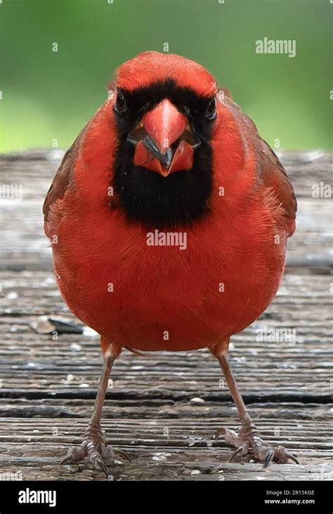 A Handsome Northern Cardinal On The Backyard Bird Feeder Stock Photo