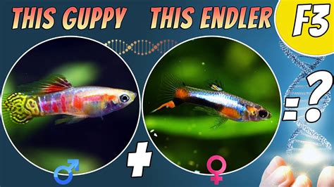 Guppy Endler Hybrid Breeding Project F S Youtube