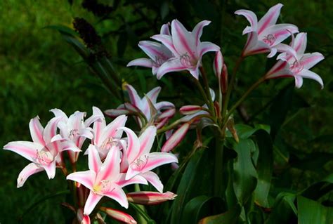 Starfire Lily Looking Spectacular As Usual Reid Flickr