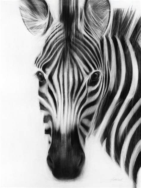 Zebra Drawings