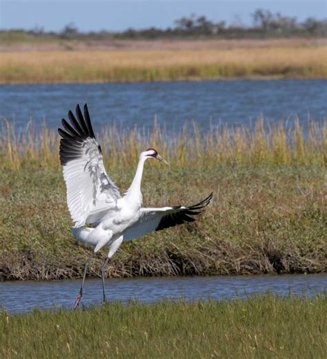 Crane Symbolism: What Do Cranes Represent? [9 Meanings & Interpretations]