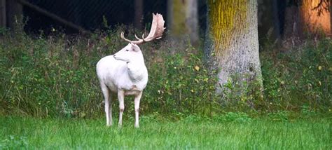 Albino Deer Facts & Information (everything to know) - World Deer