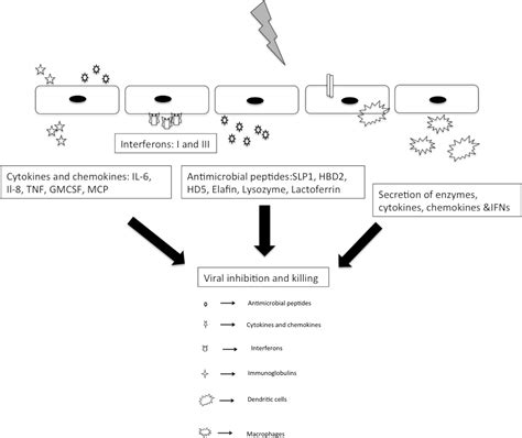 Frontiers Localized And Systemic Immune Response In Human