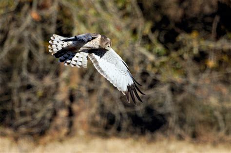 Northern Harrier Hunting Behavior - Steve Creek Wildlife Photography