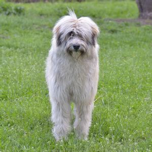 Romanian Mioritic Shepherd Dog Facts - Wisdom Panel™ Dog Breeds