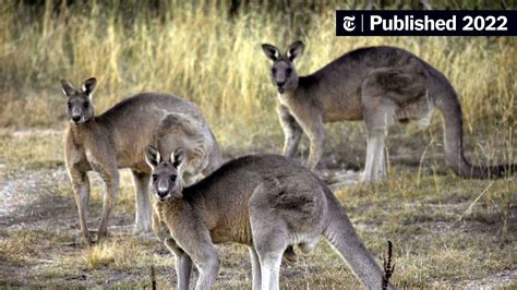 Fatal Kangaroo Attack Is Said to Be First in Australia in 86 Years ...