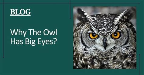 Why The Owl Has Big Eyes? - Owl First