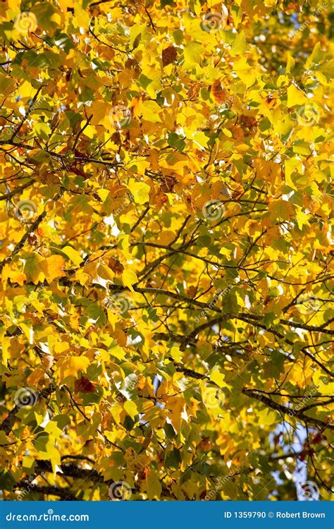 Fall Leaves on a Maple Tree Stock Photo - Image of sunny, november: 1359790