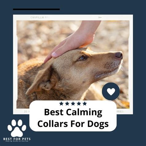 Best Calming Treats For Dogs - Best For Pets