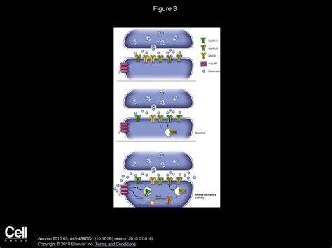 Group Mglur Dependent Synaptic Long Term Depression Mechanisms And