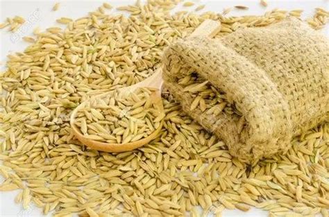 Natural Brown Pb 1509 Paddy Seed For Food Processing Packaging Type Loose At Rs 90 Kg In Kanpur