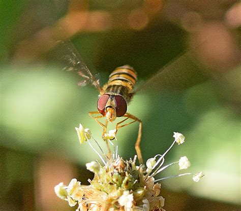 Marmalade Hoverfly Project Noah