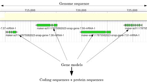 Slides Introduction To Genome Annotation Introduction To Genome