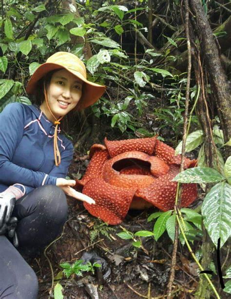 File:Rafflesia Arnoldii Bunga Nasional Indonesia Wikimedia, 41% OFF