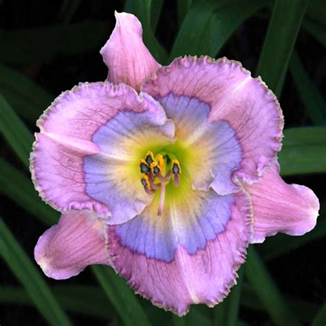 Blue Pools Bells Daylily Garden