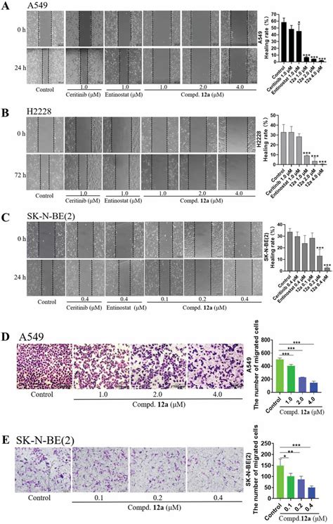 Cell Scratch And Transwell Assays Effect Of Compound A And