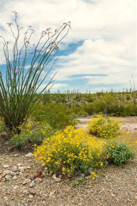 Escenas del desierto de Sonora fuera de Tucson Arizona incluyendo m ...