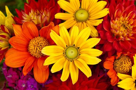 Vibrant Dahlia & Daisy Bloom – 4K Ultra HD Nature Wallpaper 