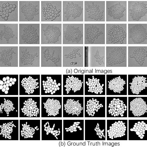 The Images In Yeast Cell Dataset A Shows The Original Yeast Image Download Scientific