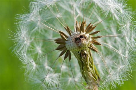 L Wenzahn Pusteblume Samen Kostenloses Foto Auf Pixabay Pixabay