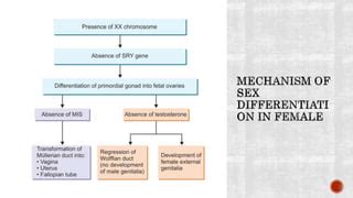 Sex Differentiation And Development PPTX