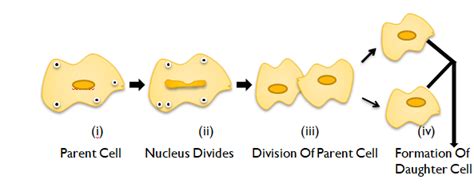 What Is The Definition Of Binary Fission Explain Binary Fission With Diagram In Simple Points