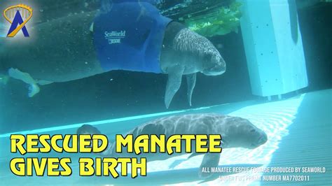 Rescued Manatee Gives Birth at SeaWorld Manatee Rehabilitation Center