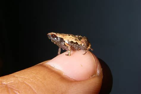 New staple-size frog from Madagascar is one of the tiniest ever discovered