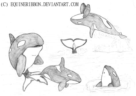 Orca Whale Drawing at PaintingValley.com | Explore collection of Orca Whale Drawing