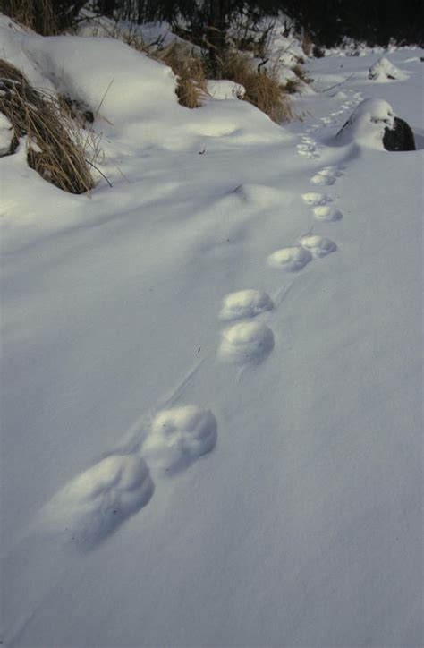 Lynx Tracks In Snow by Michael S. Quinton