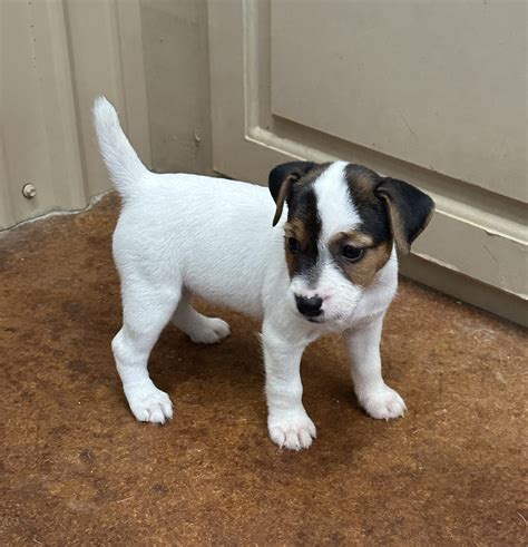 Sold Twitch Female 3 Tri Broken Female Jack Russell Terrier Puppy