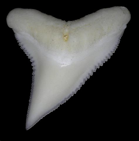 Modern Shark tooth identification - Fossil ID - The Fossil Forum