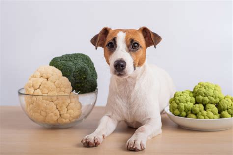 Dürfen Hunde Blumenkohl essen