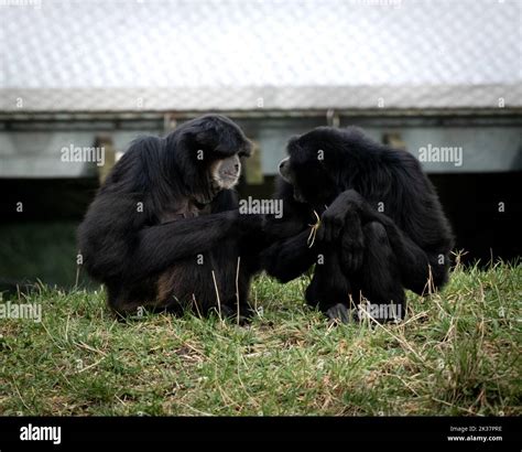 A Closeup Of A Pair Of Siamang Gibbons Interacting With Each Other At