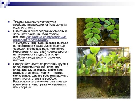 Водные растения - презентация онлайн