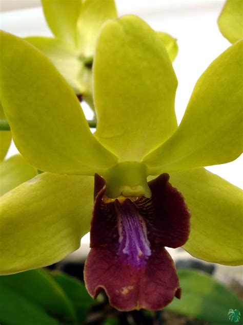 Buy Dendrobium Thongchai Gold Peppyflora