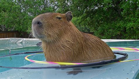 Interview With A Capybara Owner - Neatorama