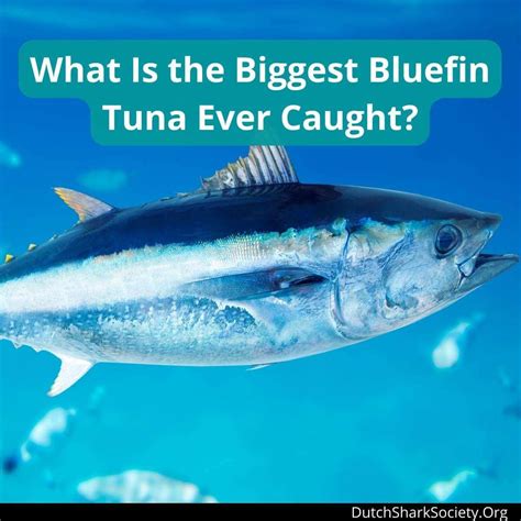 What Is The Biggest Bluefin Tuna Ever Caught Dutch Shark Society