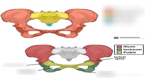 Appendicular Skeleton The Pelvic Girdle Diagram Quizlet