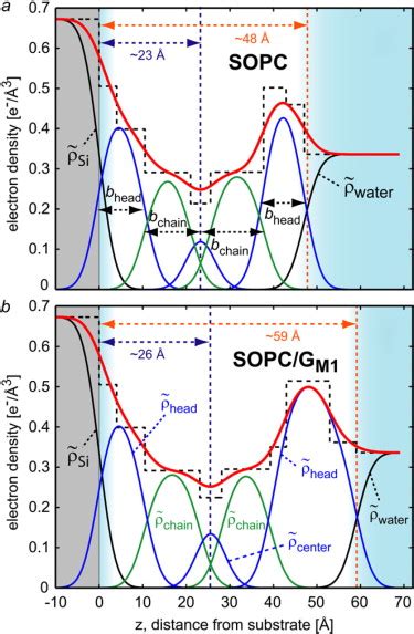 Asymmetric Structural Features In Single Supported Lipid Bilayers