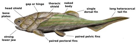 Placoderm_anatomy « paleoaerie