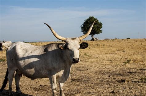 Viaggio A Tappe Alla Scoperta Della Tuscia Non Solo Gastronomica