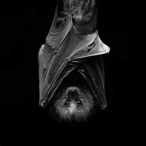 A Black And White Photo Of A Bat With Its Head Hanging Upside Down In