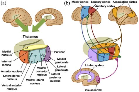 Thalamus Function