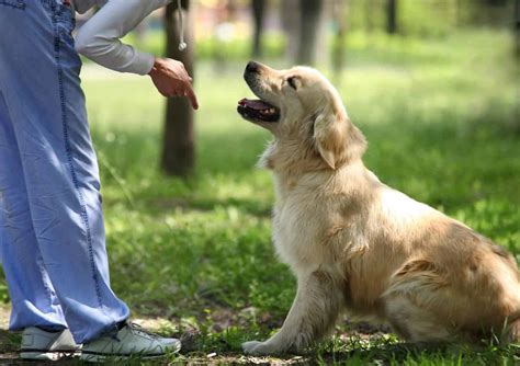 Training your new dog provides opportunity to bond with puppy